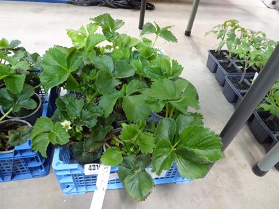 Lot 4314 - Tray of strawberry plants