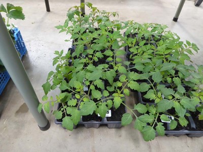 Lot 4315 - 3 trays of tomato plants