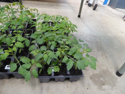 Lot 4316 - 3 trays of tomato plants