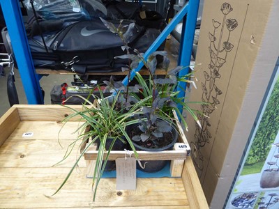 Lot 4319 - Wooden tray containing an assortment of plants...