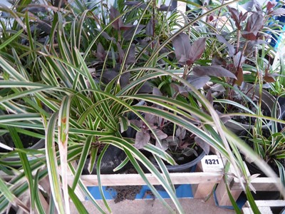 Lot 4321 - Wooden tray containing an assortment of plants...