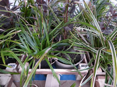 Lot 4324 - Wooden tray containing an assortment of plants...