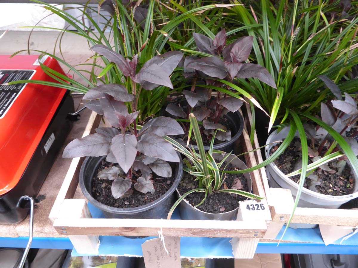 Lot 4326 - Wooden tray containing an assortment of plants...