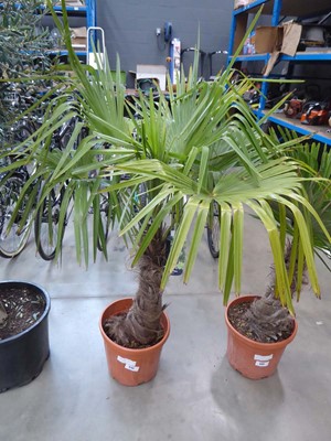 Lot 4132 - Trachycarpus Palm