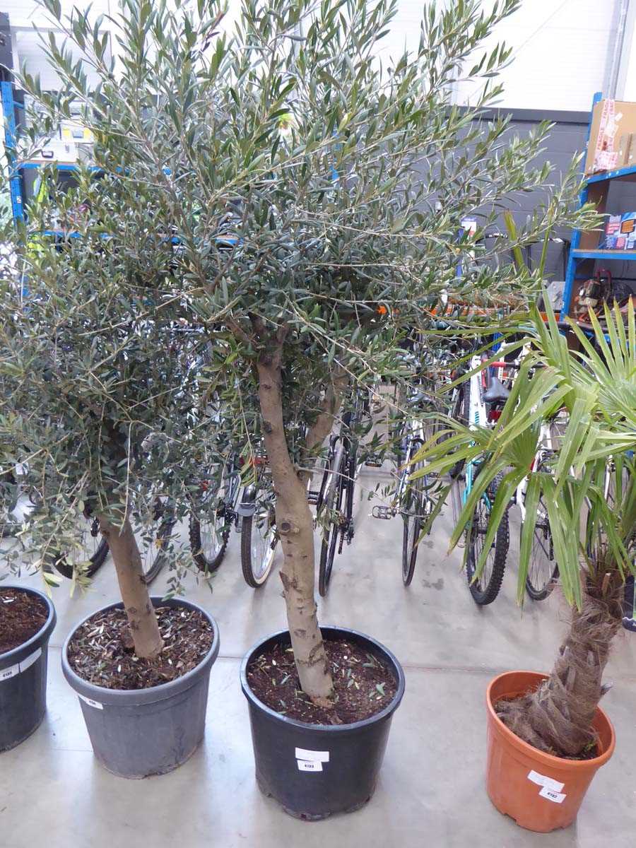 Lot 4133 - Large Olive Tree