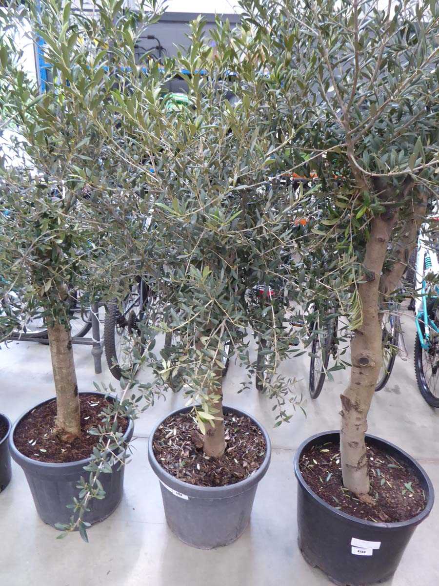 Lot 4134 - Large Olive Tree