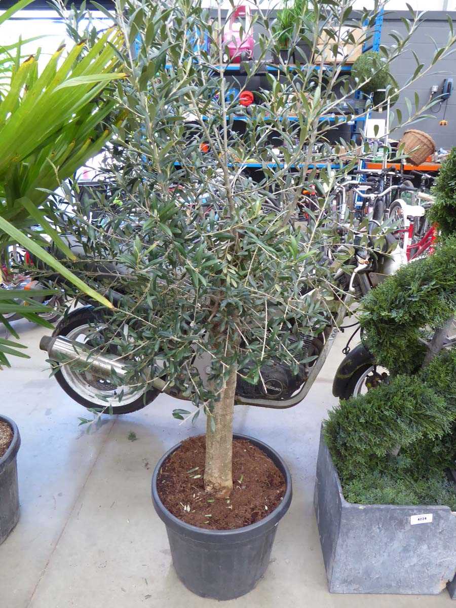 Lot 4135 - Large Olive Tree