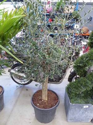 Lot 4135 - Large Olive Tree