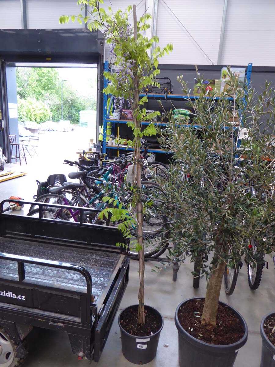 Lot 4136 - Large Wisteria (Var) Domino