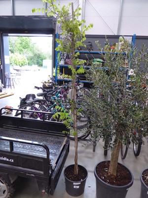 Lot 4136 - Large Wisteria (Var) Domino