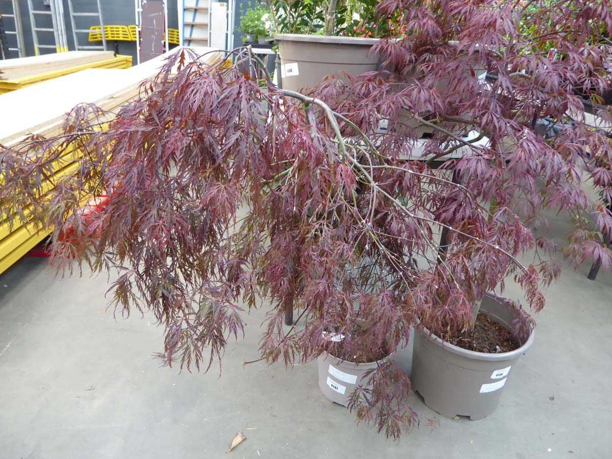 Lot 4137 - Standard Acer Palmatum (Var) D. Garnet