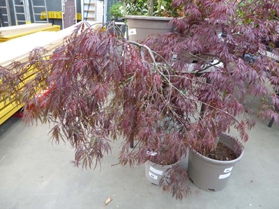 Lot 4137 - Standard Acer Palmatum (Var) D. Garnet