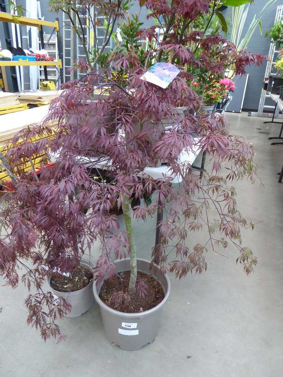 Lot 4138 - Large Acer Palmatum (Var) D. Garnet