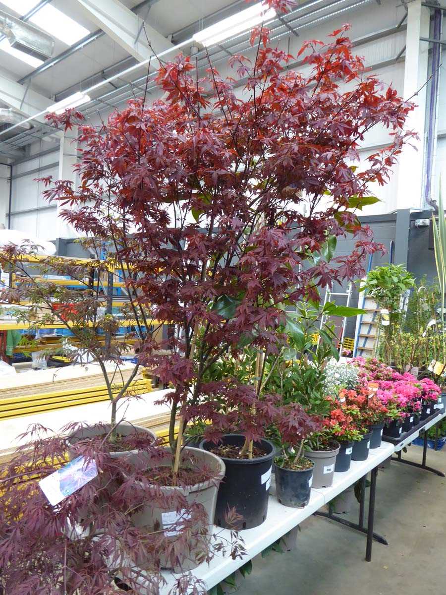 Lot 4139 - Large Acer Palmatum (Var) Skeeters Broom