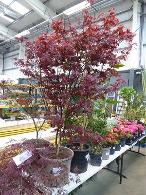 Lot 4139 - Large Acer Palmatum (Var) Skeeters Broom