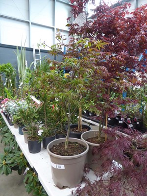 Lot 4140 - Acer Palmatum (Var) Tromenberg