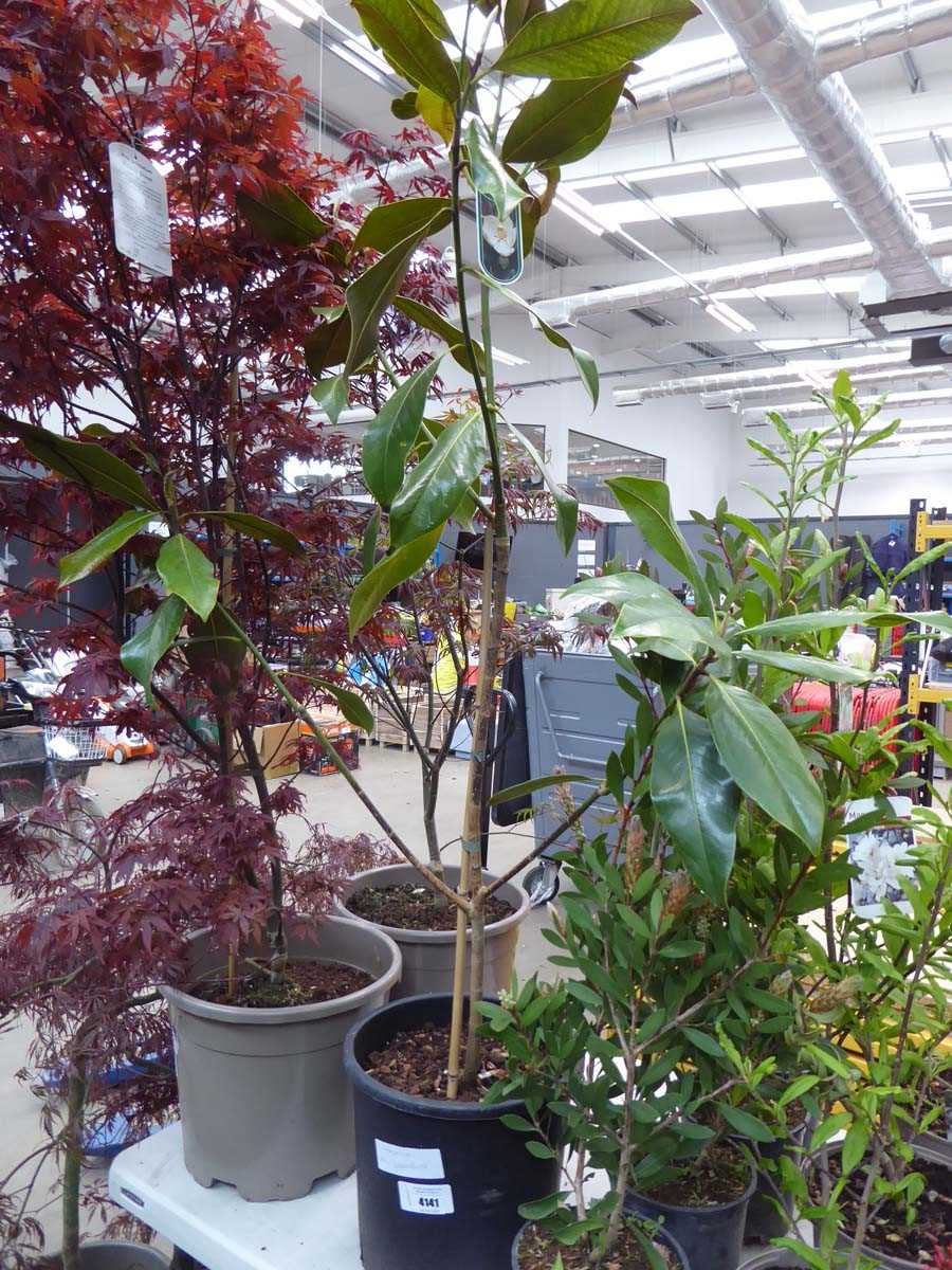 Lot 4141 - Magnolia (Var) Grandiflora