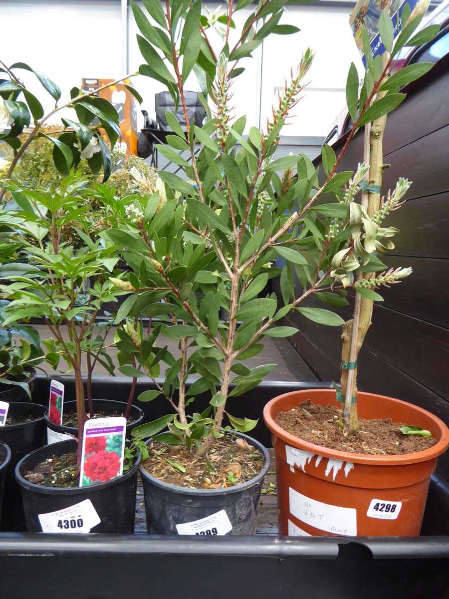 Lot 4142 - Callistemon Linearis
