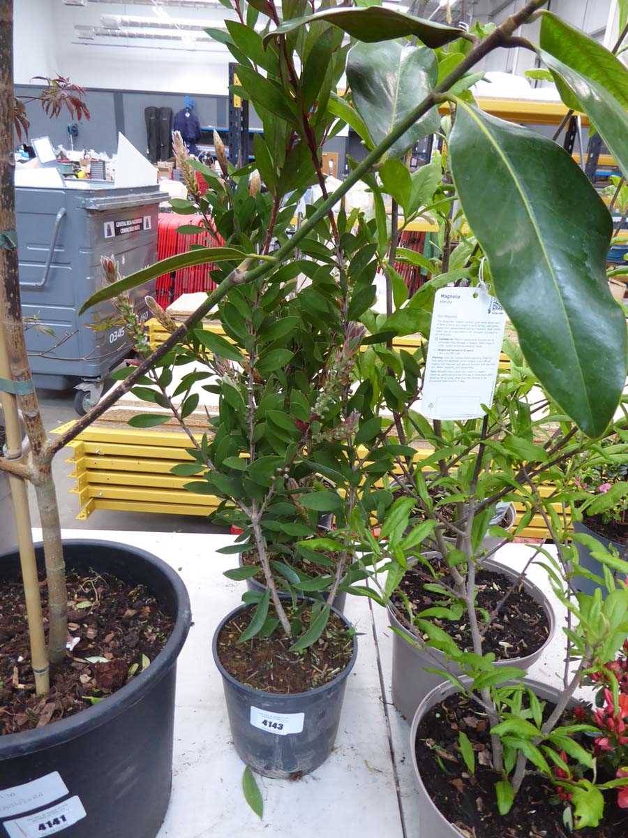 Lot 4143 - Callistemon Linearis