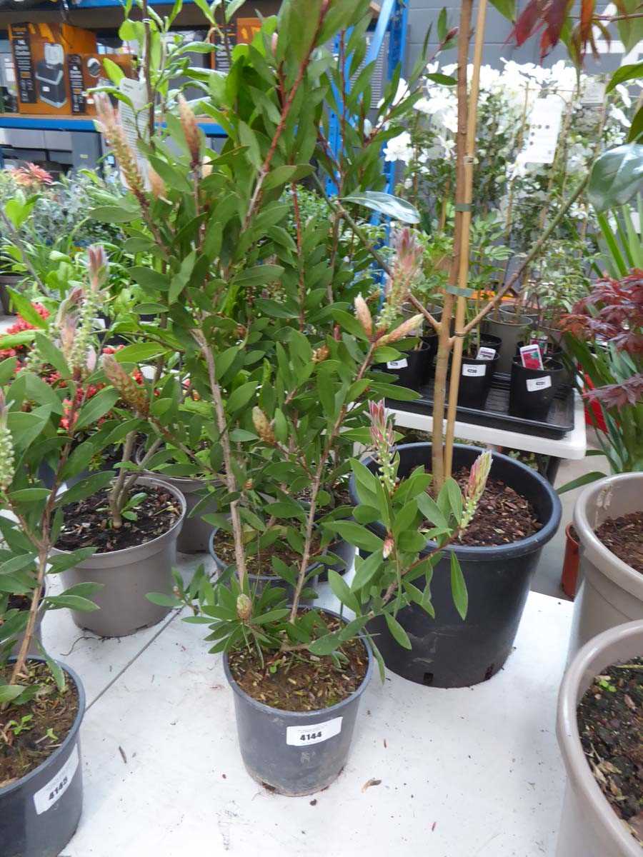 Lot 4144 - Callistemon Linearis