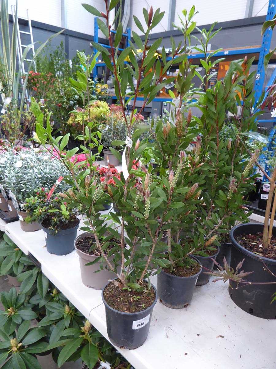 Lot 4145 - Callistemon Linearis