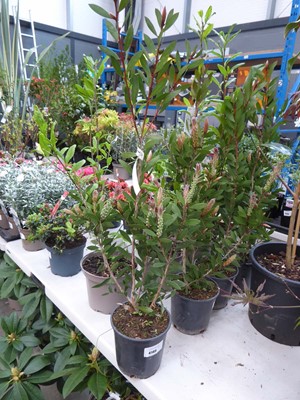 Lot 4145 - Callistemon Linearis