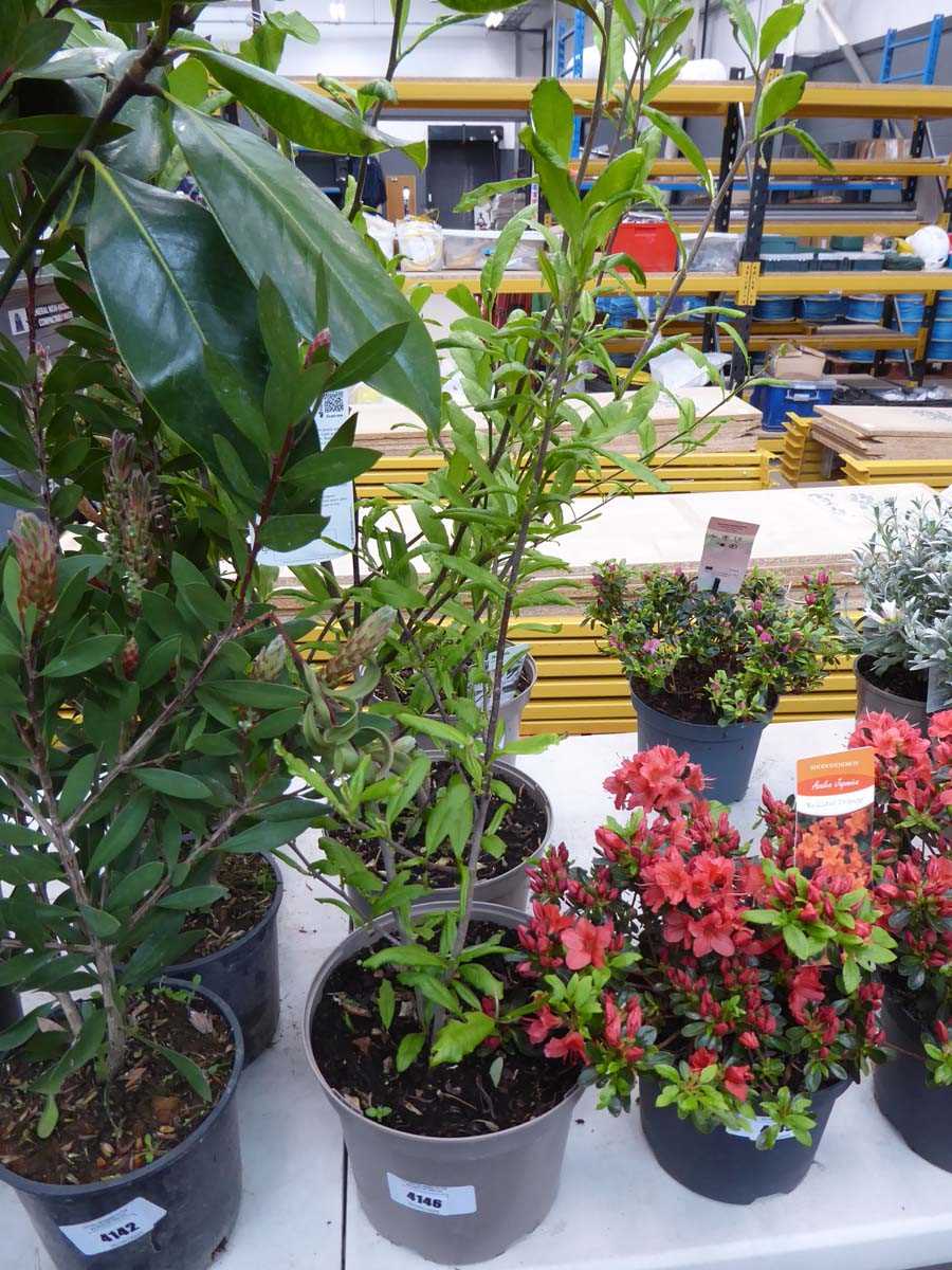 Lot 4146 - Magnolia Stellarta