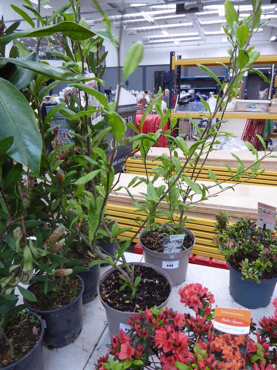 Lot 4147 - Magnolia Stellarta