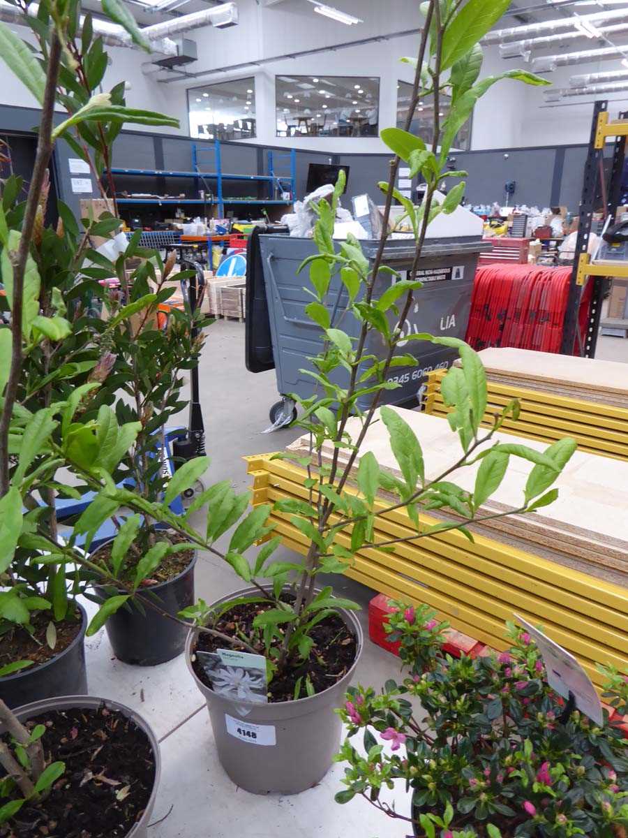 Lot 4148 - Magnolia Stellarta