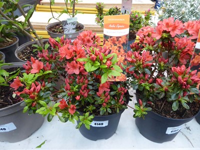 Lot 4149 - Azalea Orange Flower