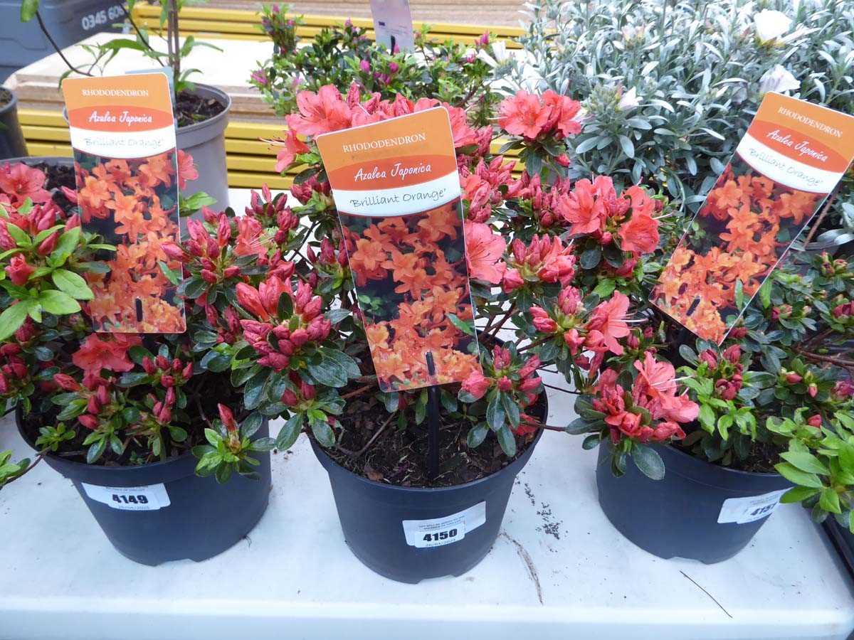 Lot 4150 - Azalea Orange Flower