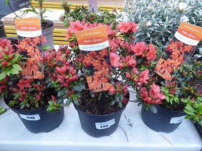 Lot 4150 - Azalea Orange Flower