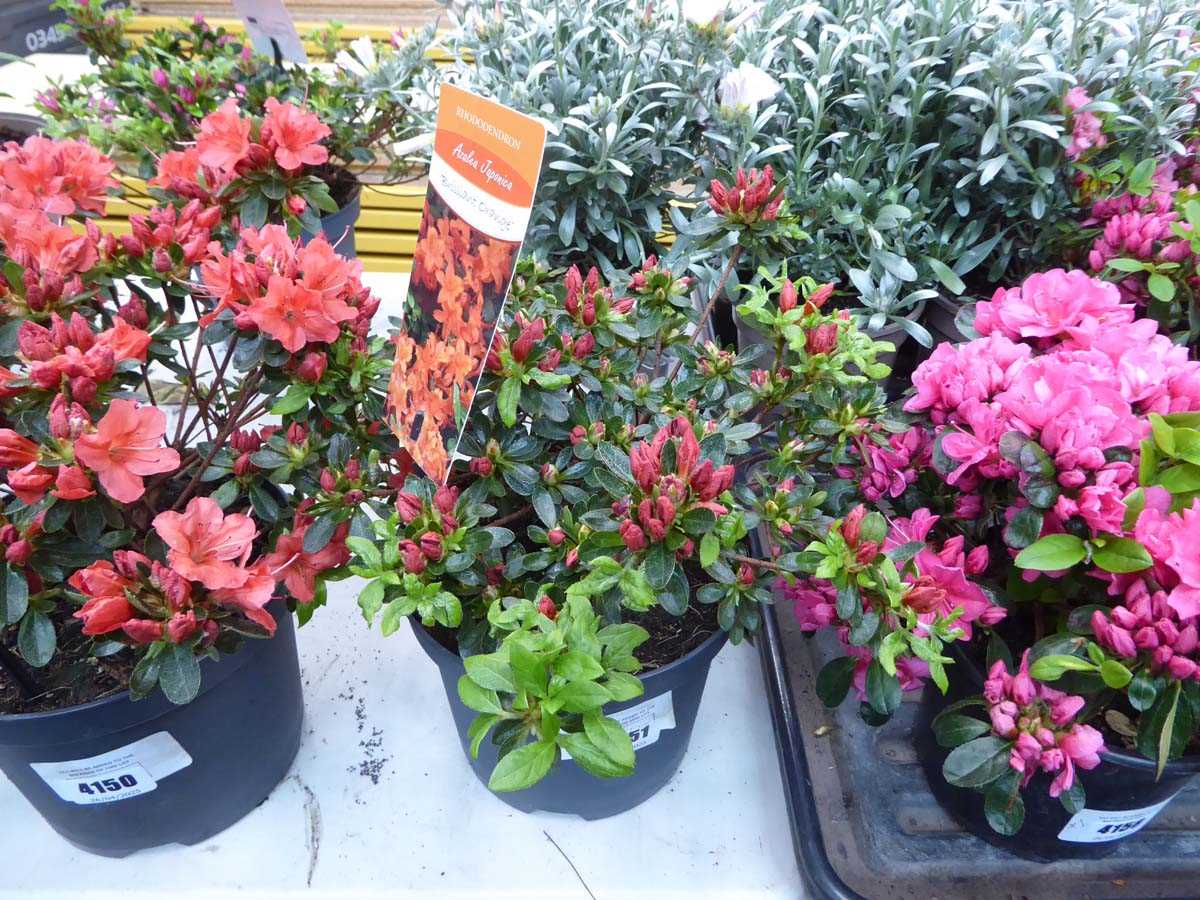 Lot 4151 - Azalea Orange Flower