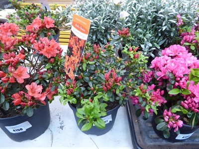 Lot 4151 - Azalea Orange Flower