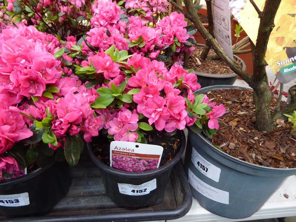 Lot 4152 - 2x Azalea Pink Flower