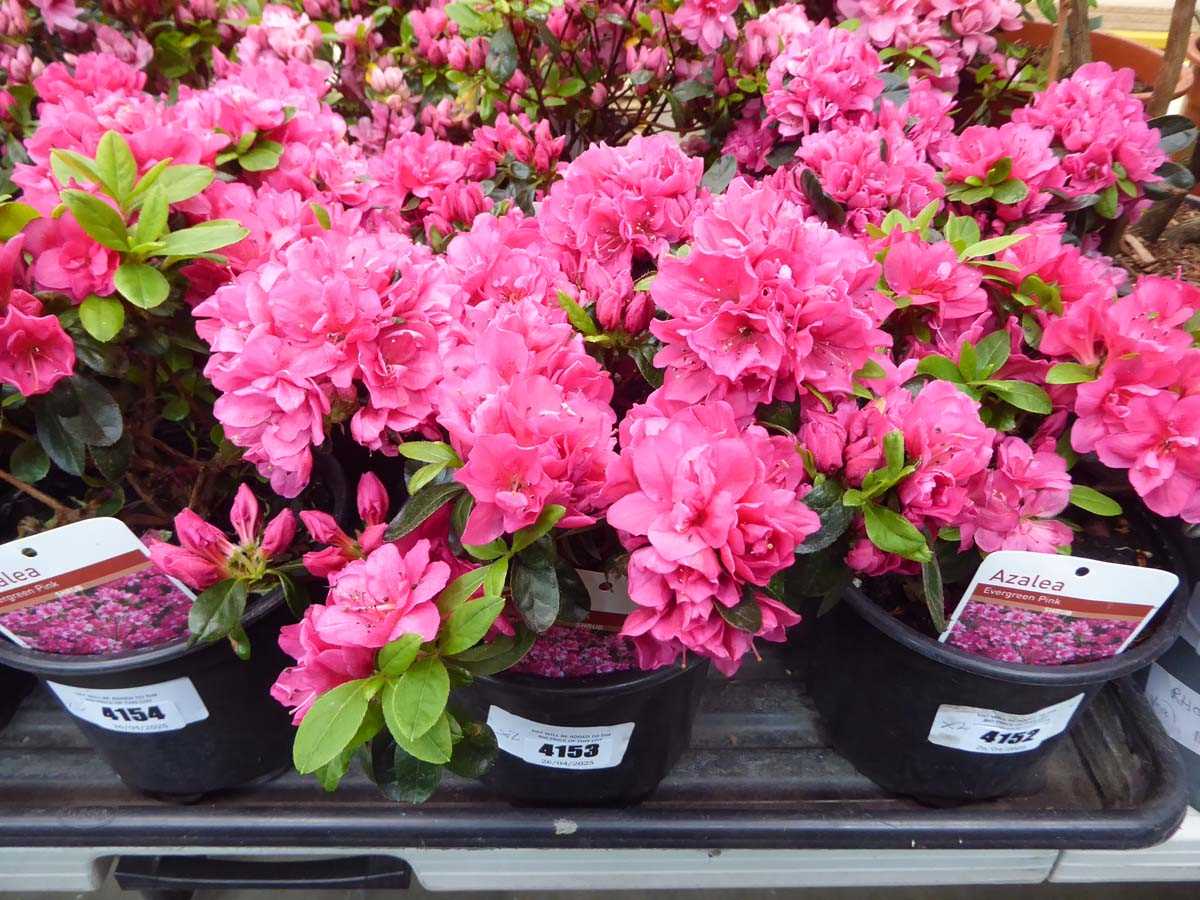 Lot 4153 - 2x Azalea Pink Flower
