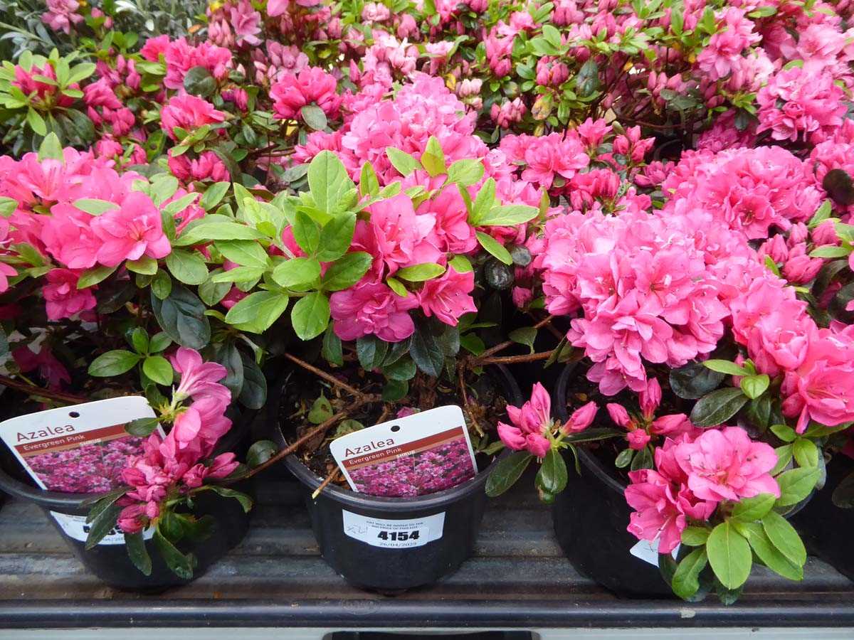 Lot 4154 - 2x Azalea Pink Flower