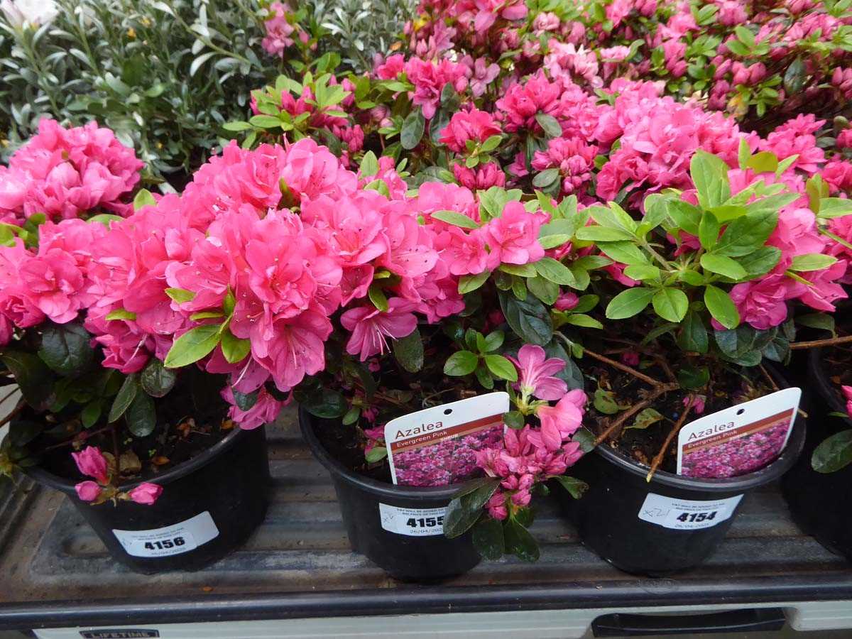 Lot 4155 - 2x Azalea Pink Flower