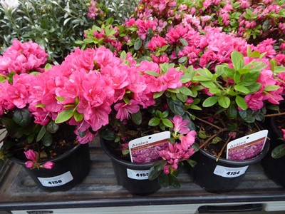 Lot 4155 - 2x Azalea Pink Flower