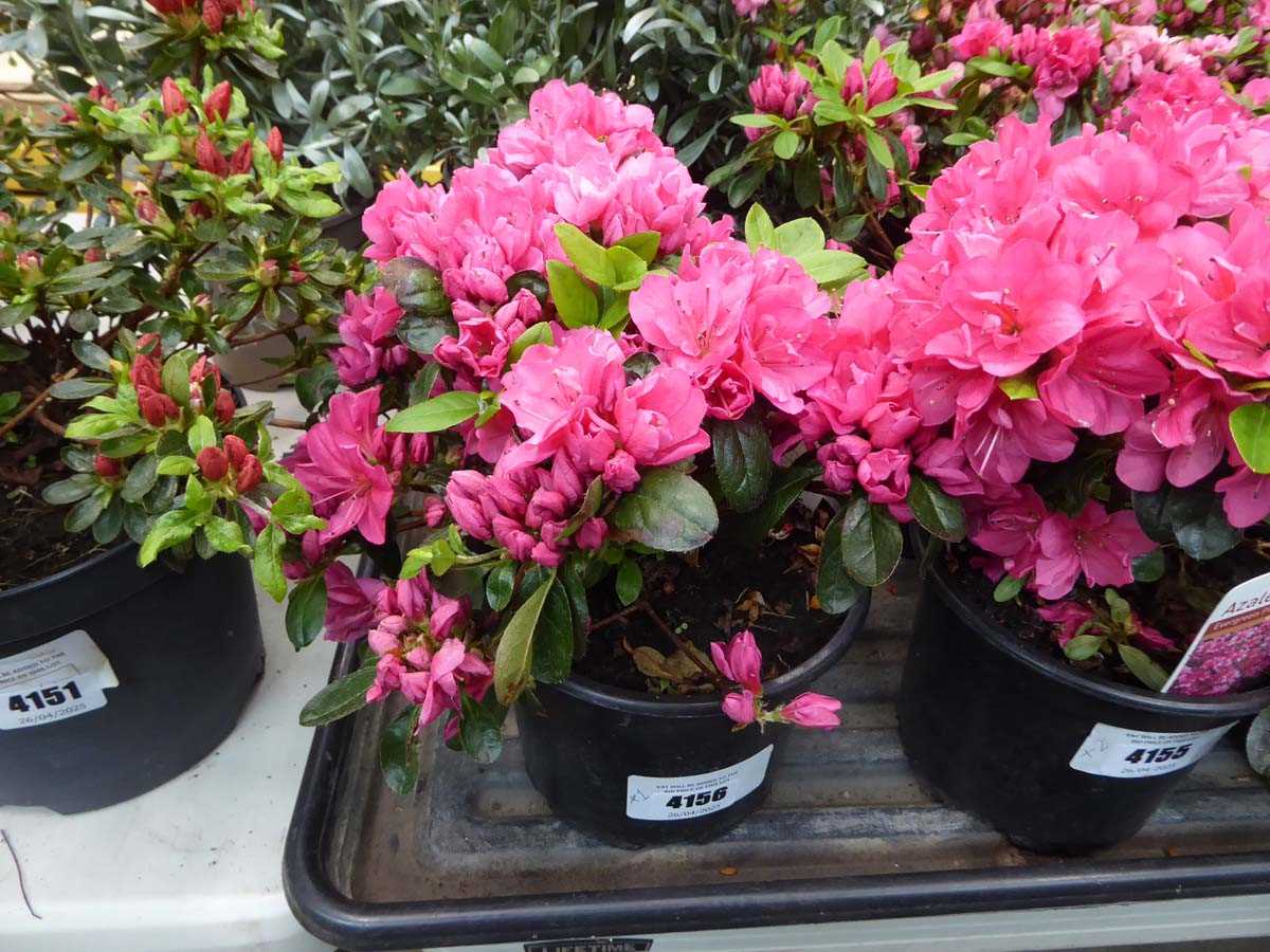 Lot 4156 - 1x Azalea Pink Flower