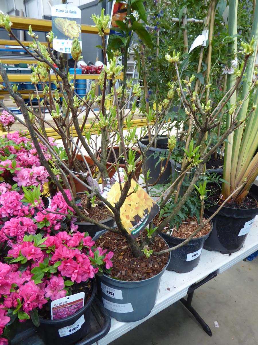 Lot 4157 - Rhododendron Mixtum