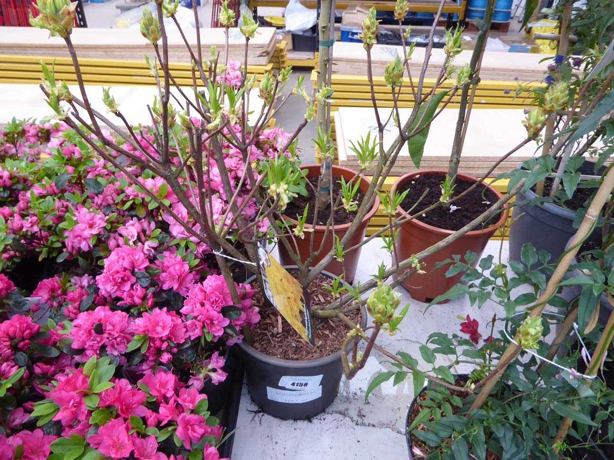 Lot 4158 - Rhododendron Mixtum