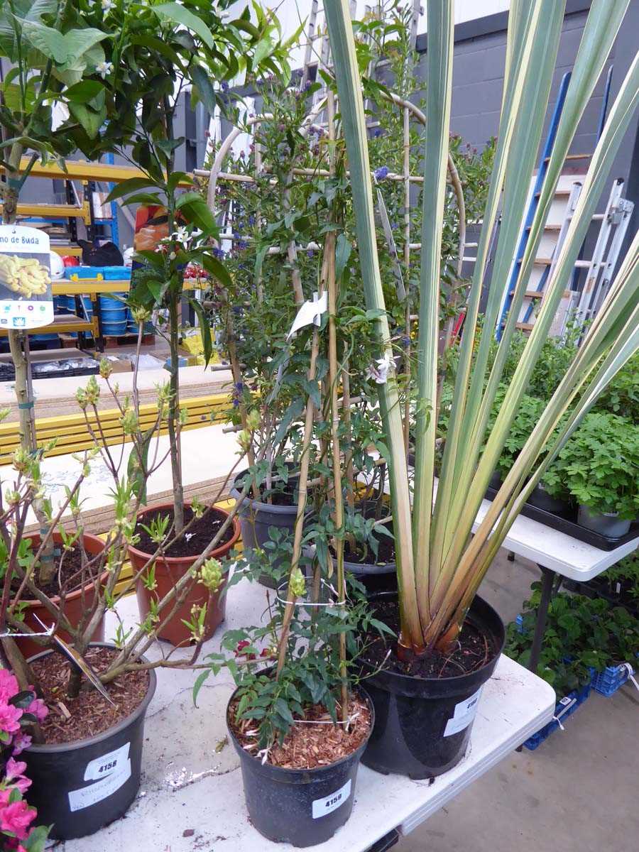 Lot 4159 - Jasmin