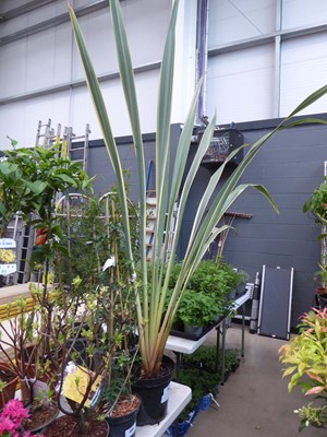 Lot 4160 - Extra Large Phormium
