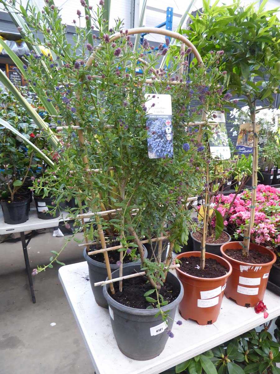 Lot 4161 - Ceanothus Concha