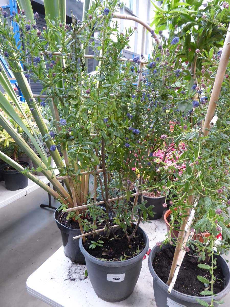 Lot 4162 - Ceanothus Concha
