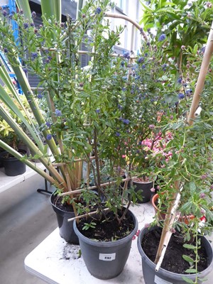 Lot 4162 - Ceanothus Concha