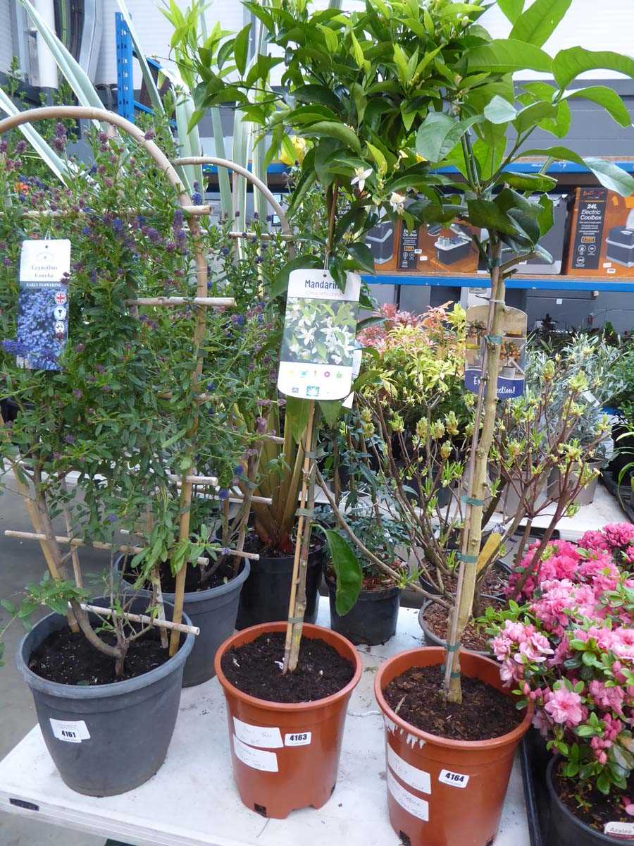 Lot 4163 - Mandarin Fruit Tree