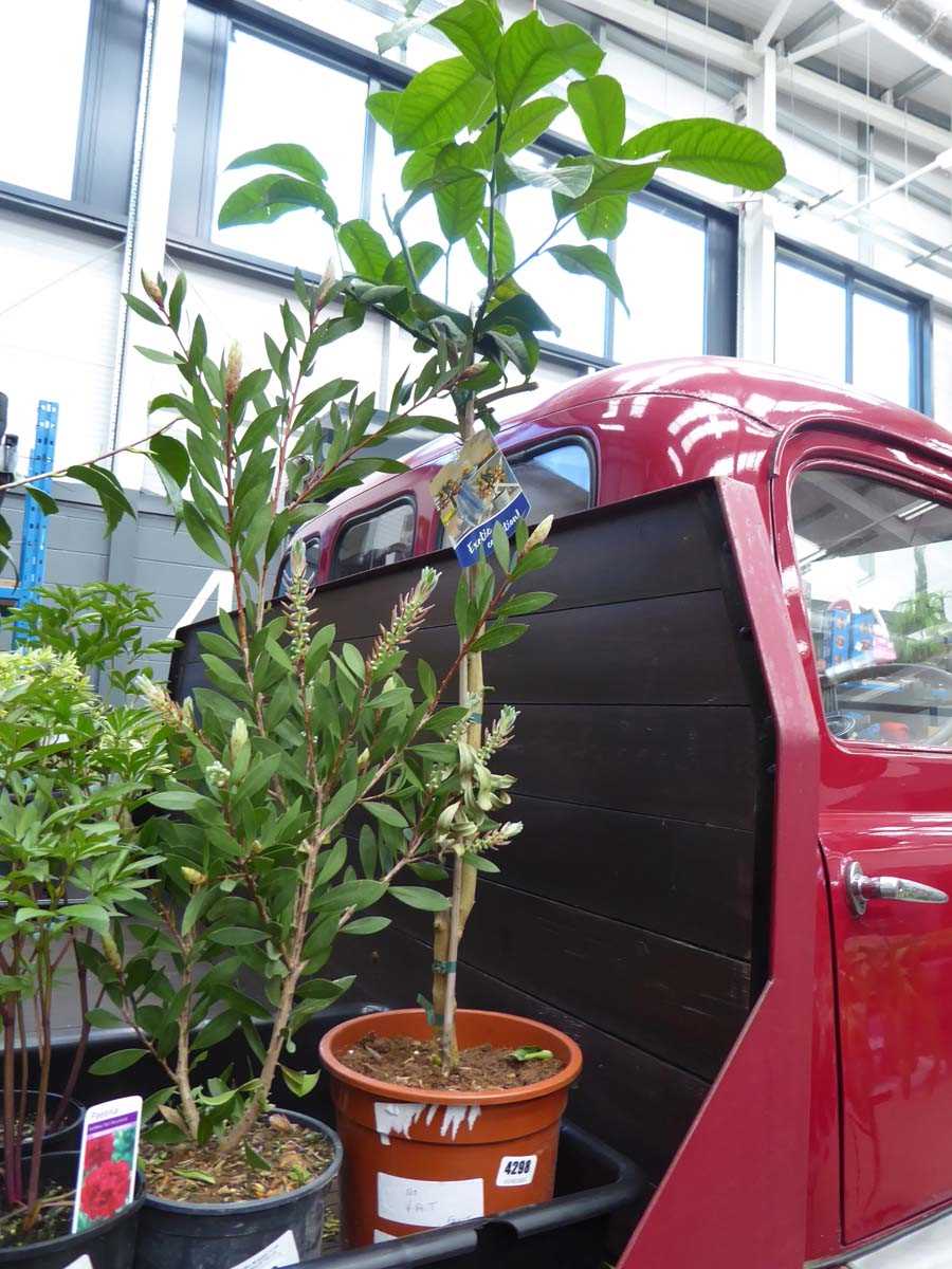 Lot 4164 - Citrus Medica Exotic Fruit Tree