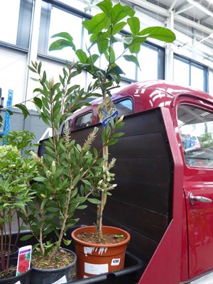 Lot 4164 - Citrus Medica Exotic Fruit Tree